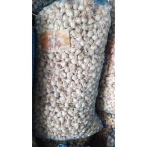 Fresh Garlic84103
