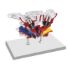 Training Mannequin Head83182