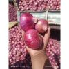 Fresh Onions5509