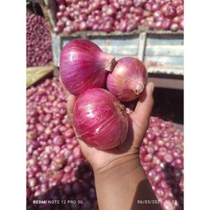 Fresh Onions5509