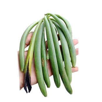 Cowpea82346