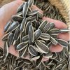 Sunflower Seed Kernels78493