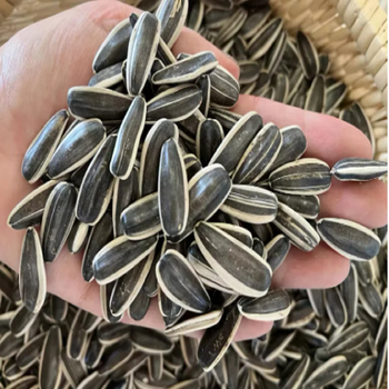 Sunflower Seed Kernels78493