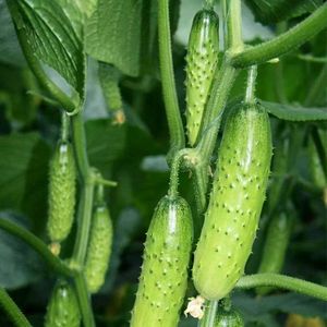 Fresh Cucumbers6538