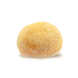 Mushroom Fungus Edible6013