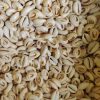 Shell Bone Coral Loose Beads80031