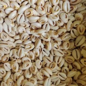 Shell Bone Coral Loose Beads80031