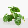 Reptile & Amphibian Terrarium Supplies8166