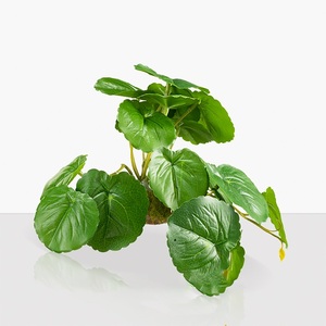 Reptile & Amphibian Terrarium Supplies8166