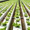 Irrigation & Hydroponic Systems6245
