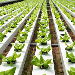 Irrigation & Hydroponic Systems6245