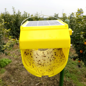 Crystal Light Catcher6307