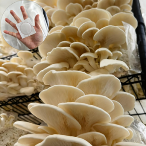 Mushroom & Enzyme Supplement80443