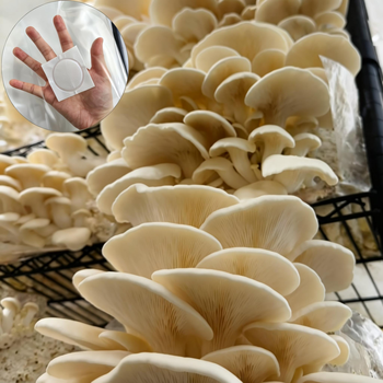 Mushroom & Enzyme Supplement80443