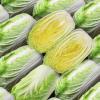 Fresh Chinese Cabbage6541