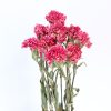 Fresh Cut Flowers2891