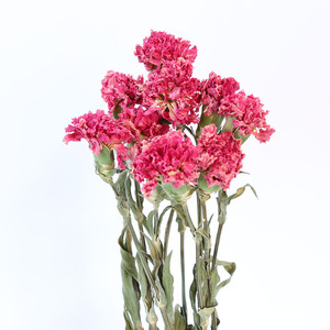 Fresh Cut Flowers2891