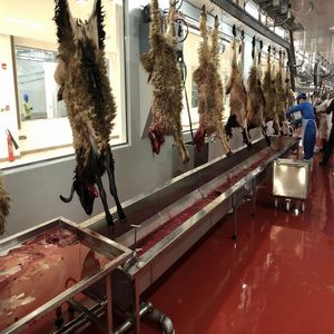 Slaughter Processing Equipment7734