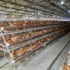 Livestock & Pet Breeding Cages2296