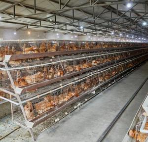 Livestock & Pet Breeding Cages2296