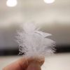 Feathers81870