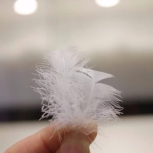 Feathers81870