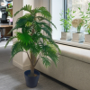 Areca Nuts78500