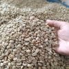 Kidney Bean82213