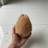 Fresh Melon77930