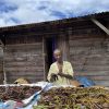 Cowpea83911