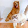 Modified PET Plastic83859
