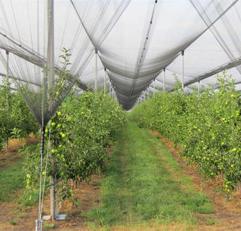 Plastic Mesh Net90086