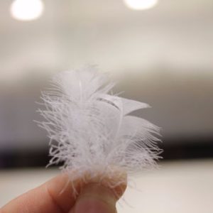 Down Feather81868