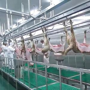 Mutton Lamb Meat25970
